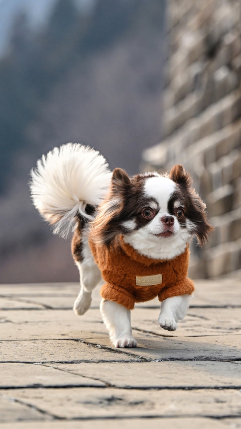 What is dog socialization preview