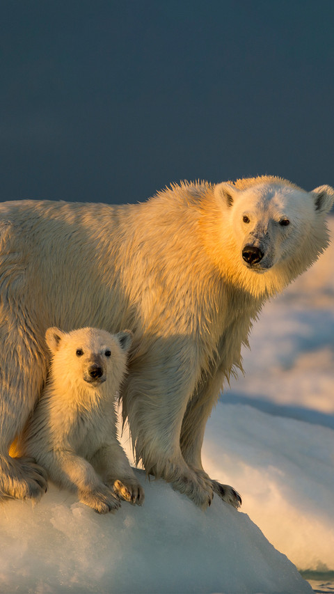 Polar bears and their cubs preview