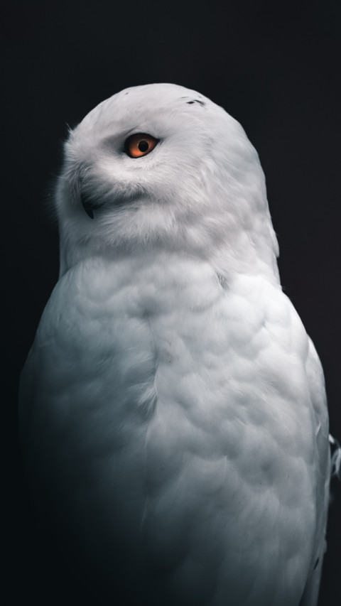 Owl Bird Xp preview