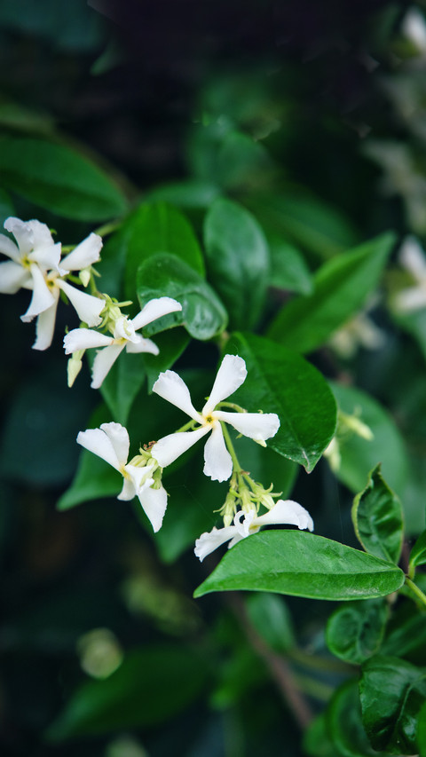 New choice for spring flower cultivation preview