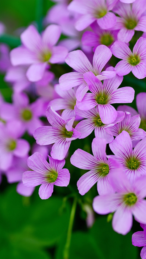 The blooming red oxalis preview
