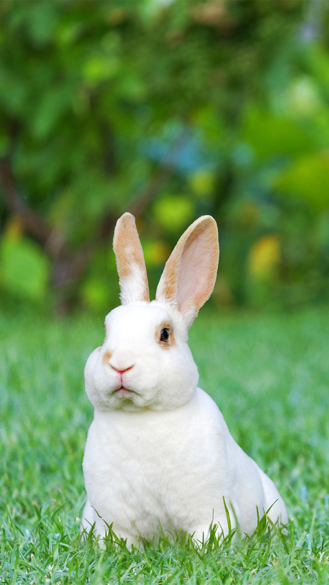 Green Rabbit-02 preview