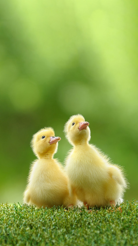 Cute duck-03 preview