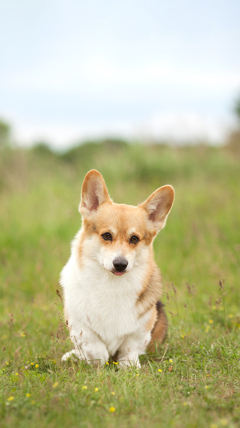 Welsh Corgi Pembroke preview