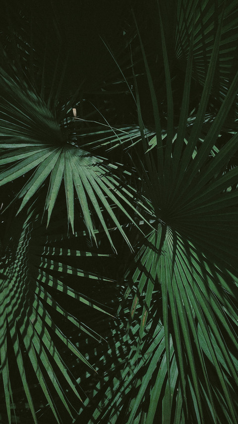 Dark green and beauty plant preview