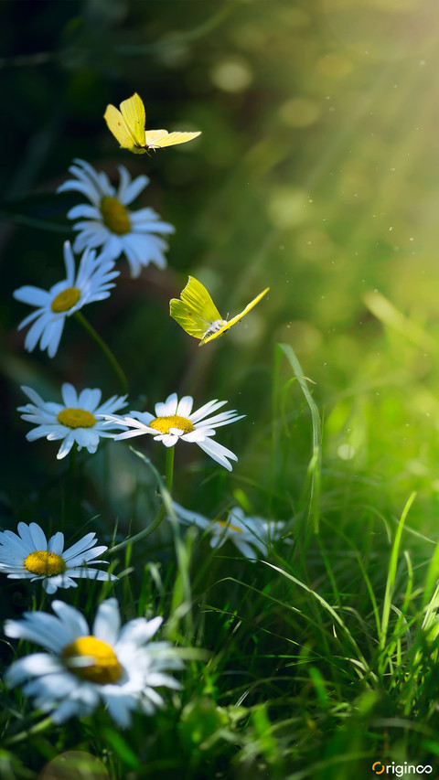 flower (15) preview