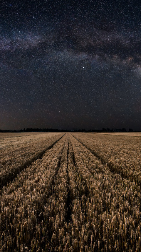 The wheat fields sway in waves. preview