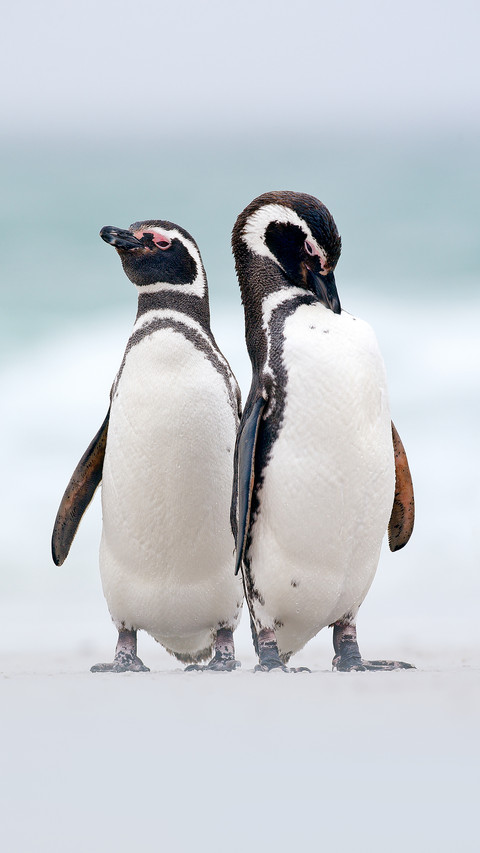 Cute penguin-01 preview
