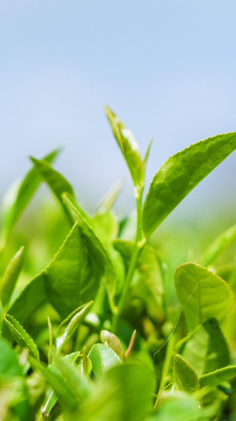 Fresh and tender tea leaves preview