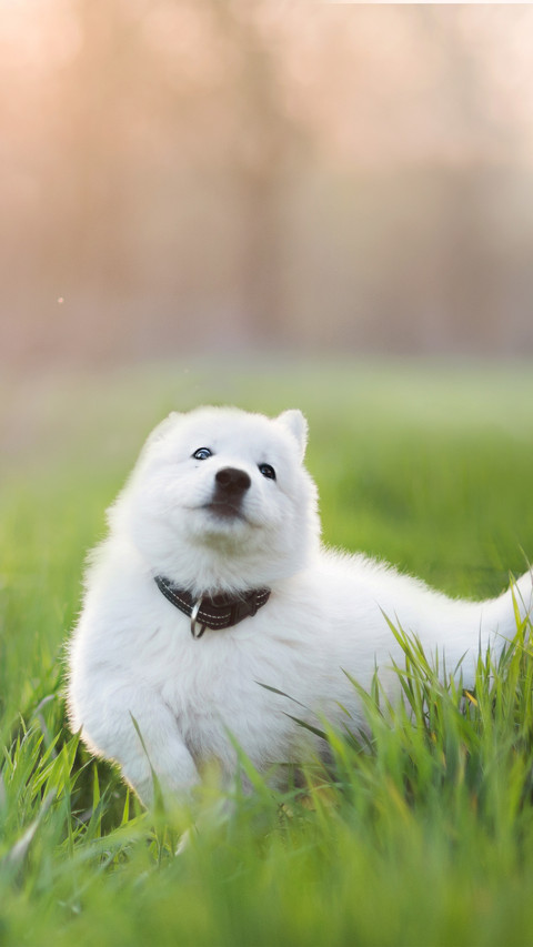 Land Cloud Samoye 1 preview