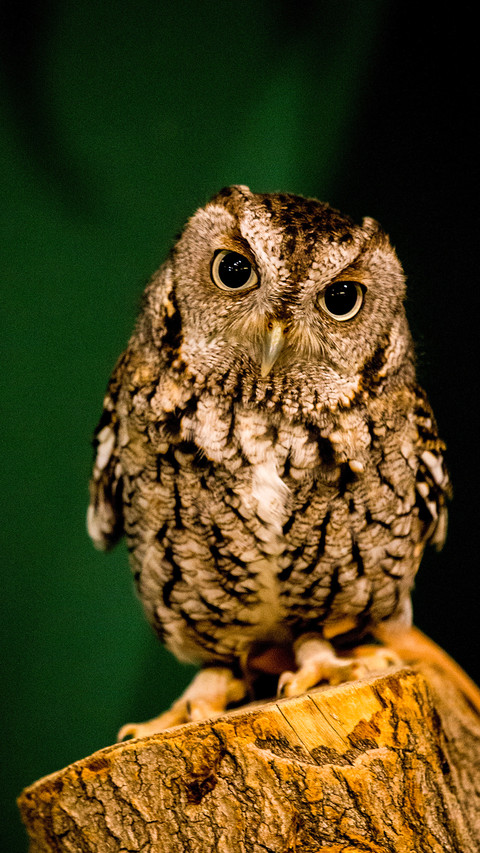 Owl You Need (1) preview