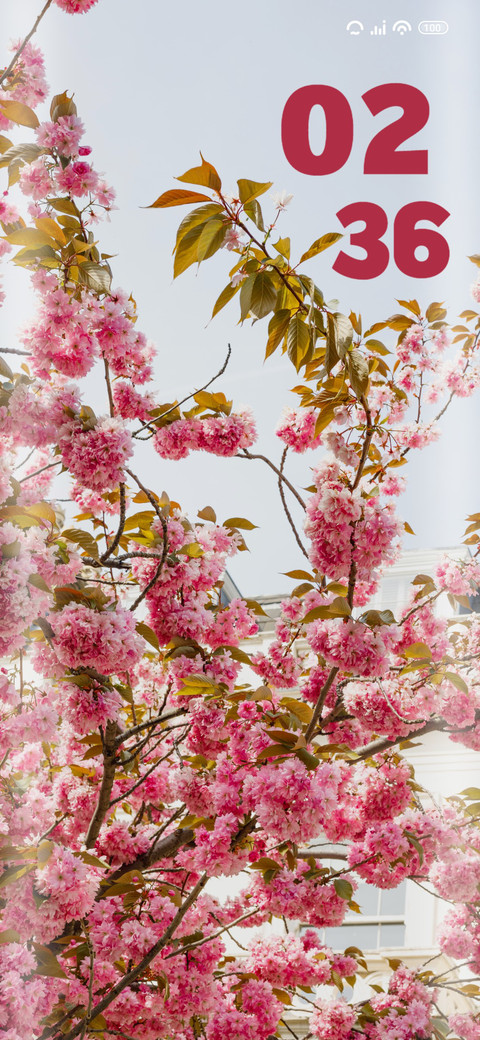 Pink tree miui theme