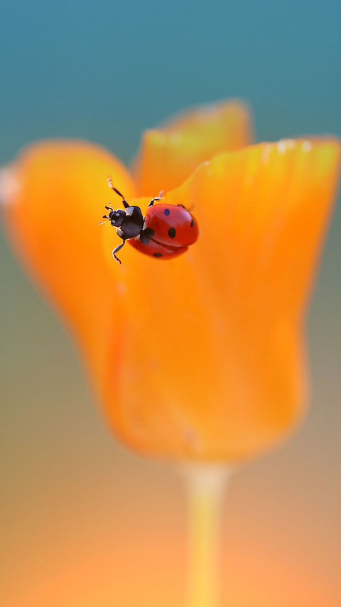 Color insects-04 preview