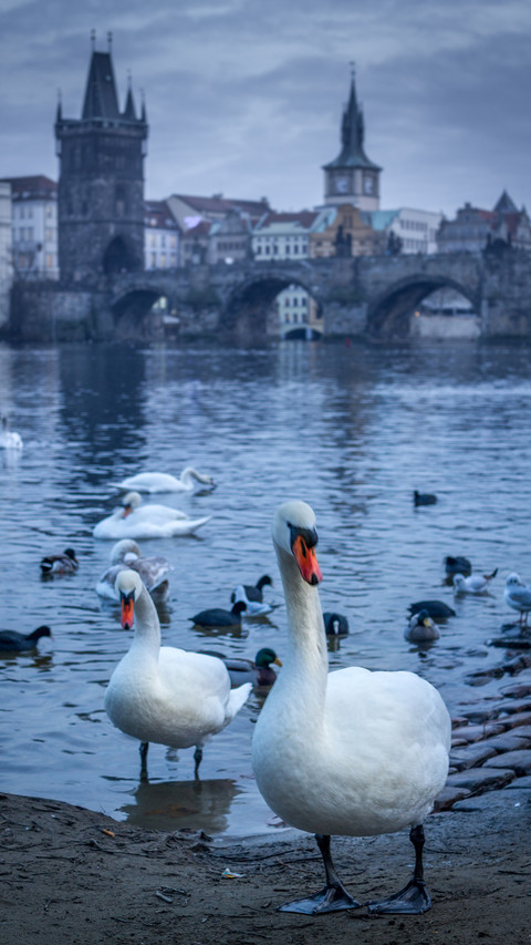 international-swan preview