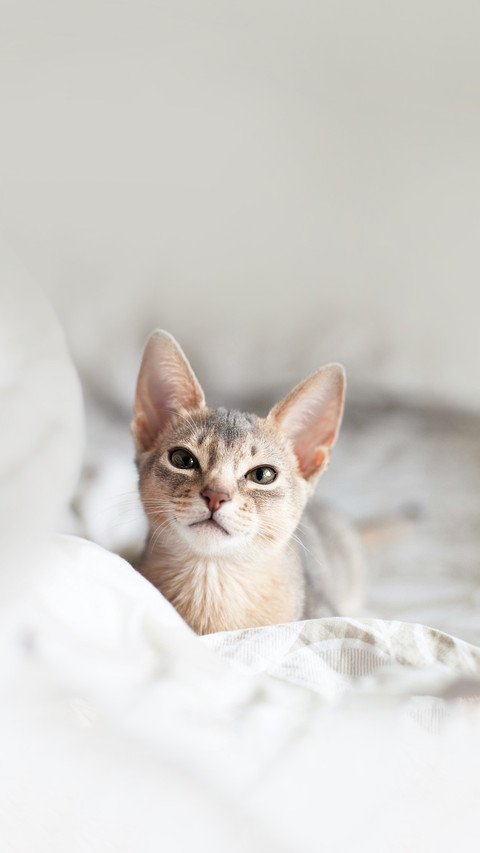 Abyssinian blue cat lying on a bed of neutral color preview