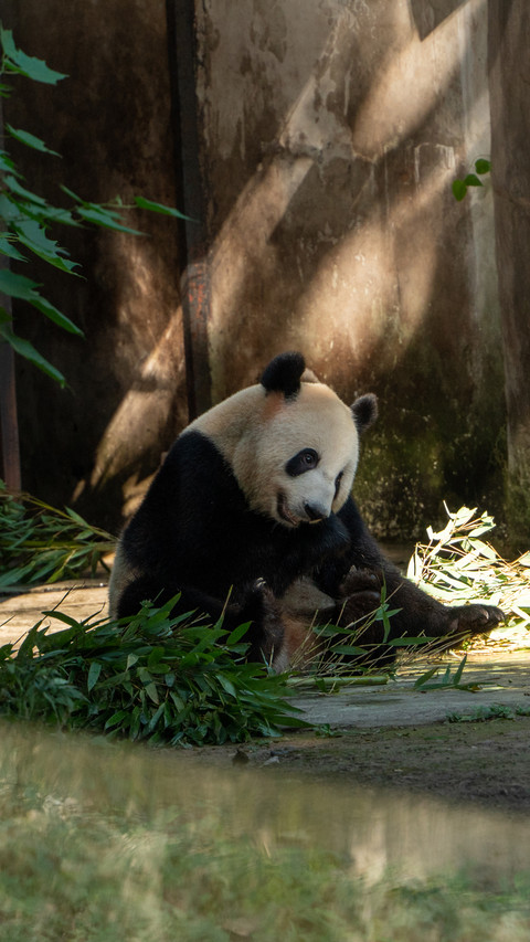 Zoo giant pandas preview