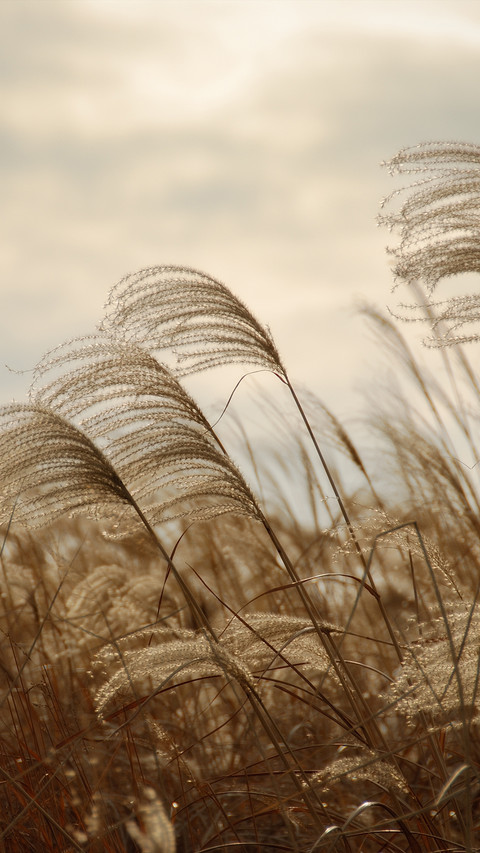 Reed shore preview
