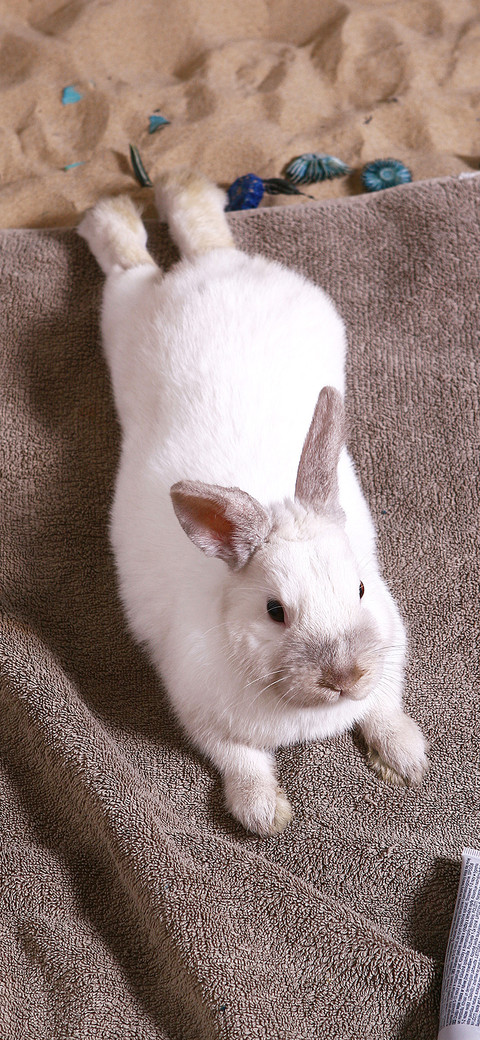 rabbit-PAIXIN  preview