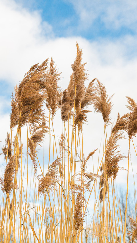 Clear sky white clouds and reed beds preview