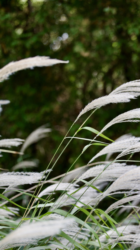 Snow Falling on Hudson Plants preview