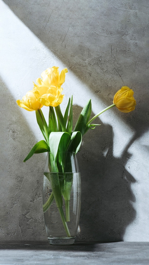 Yellow tulip bouquet in a vase on a grey surface with shadow preview