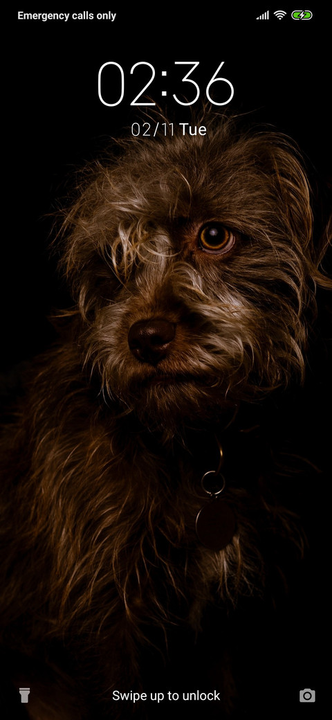 Dog_3MDS preview
