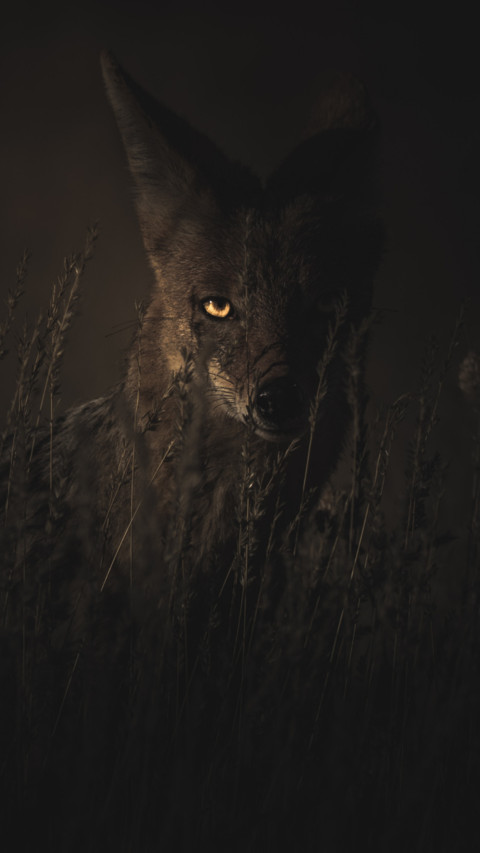 Into the wild (2) preview