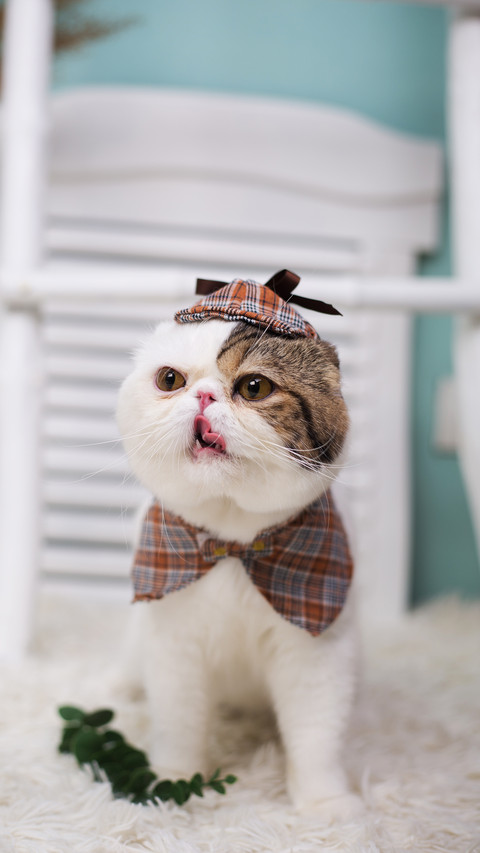 The cuteness of flatfaced cats is a kind of illness preview