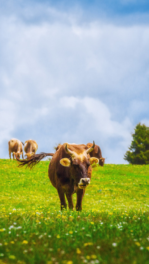 Aerial ranch and cattle herd preview
