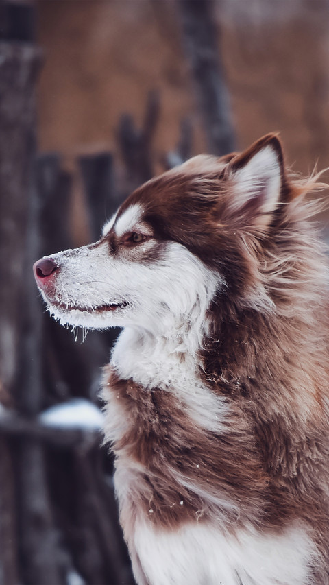 Alaskan malamutes facing the wind preview