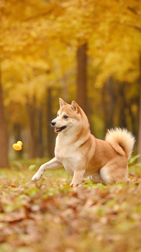 A shiba inu among the fallen leaves in autumn preview