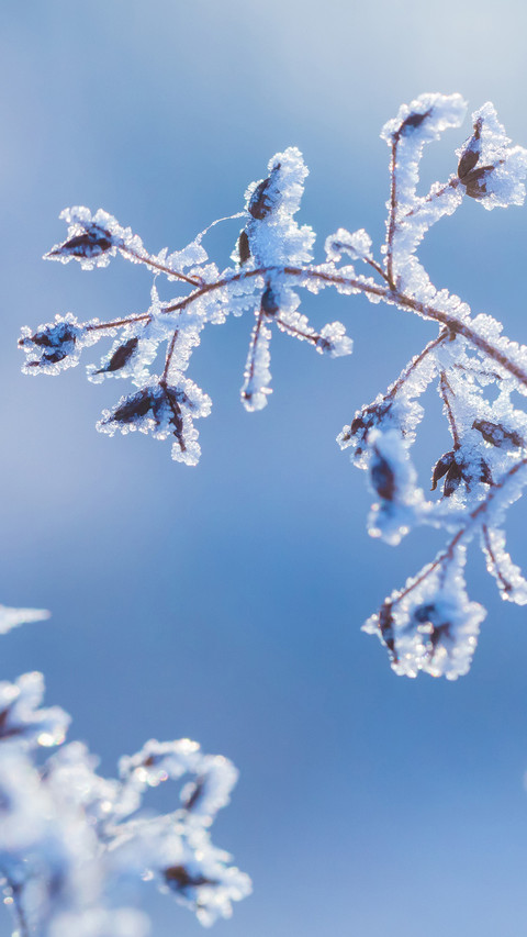 Winter wallpaper-10 preview