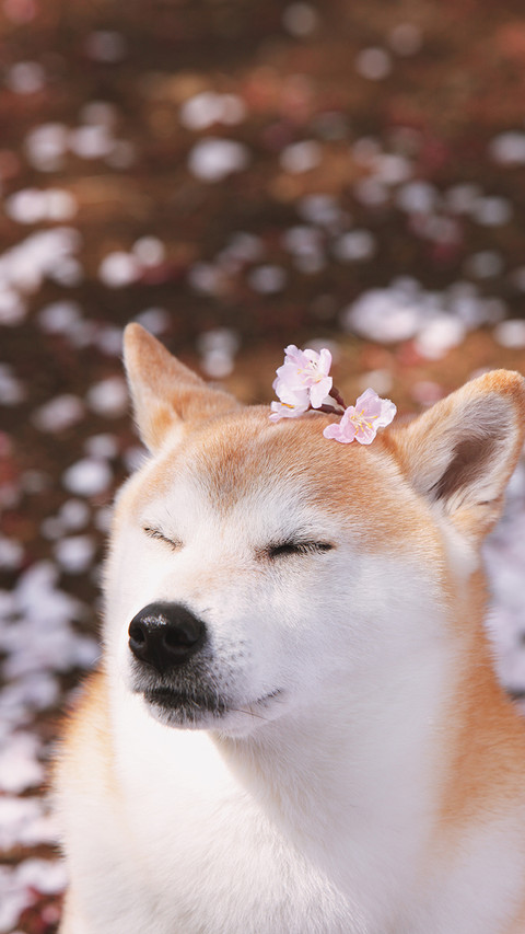 享受惬意时光的小柴犬 preview