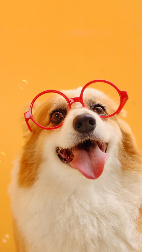 Bubble and corgi preview