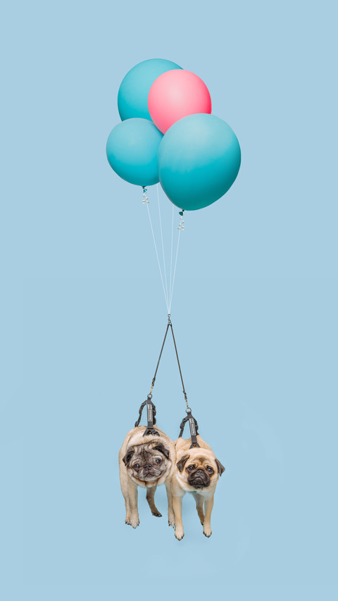 Dog doesnt like traction rope Why 50 preview