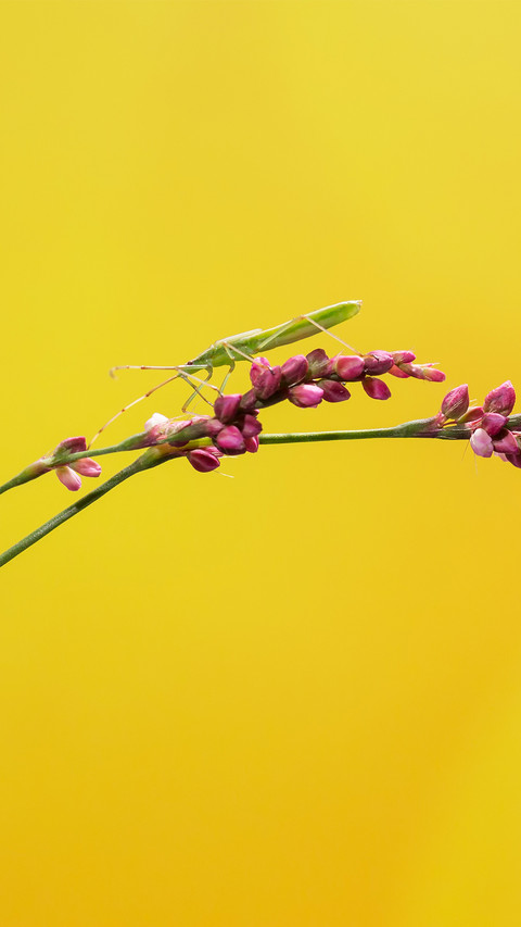 international_plant (2) preview