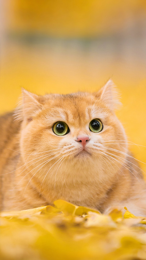 The philosophy of cats in autumn light preview