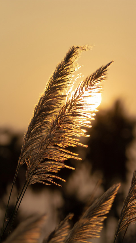 Reeds swaying in harmony, a symphony of nature preview
