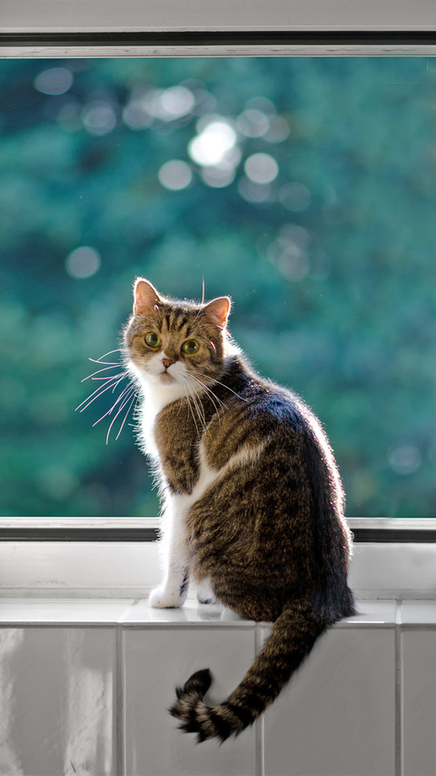 A Cat Standing on Window and Looking at Camera preview