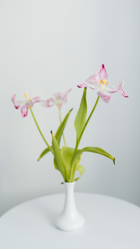 Three pink tulips in a white vase on a white round table preview
