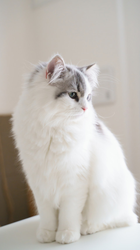 Lagermarfen cat preview