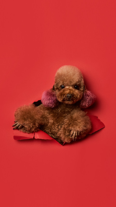 Teddy dog 3 preview