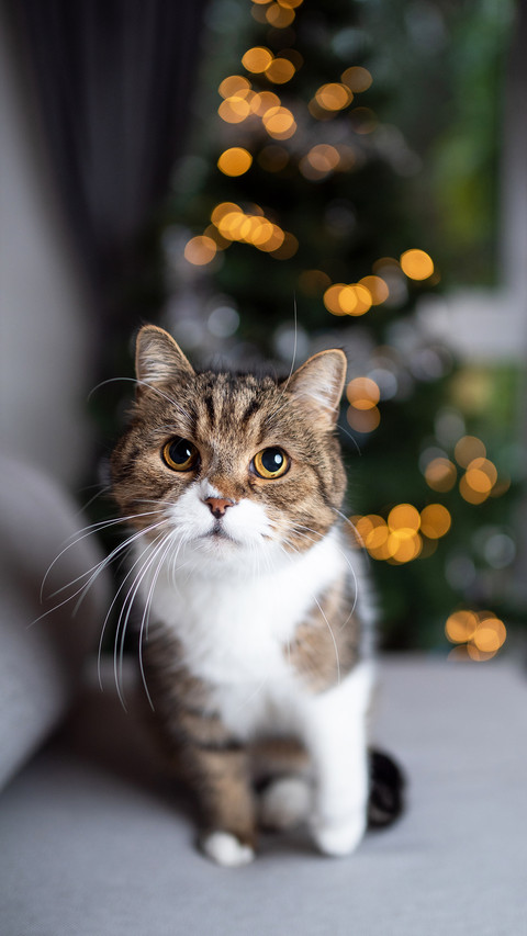 A cute tabby white british shorthair cat sitting on couch preview