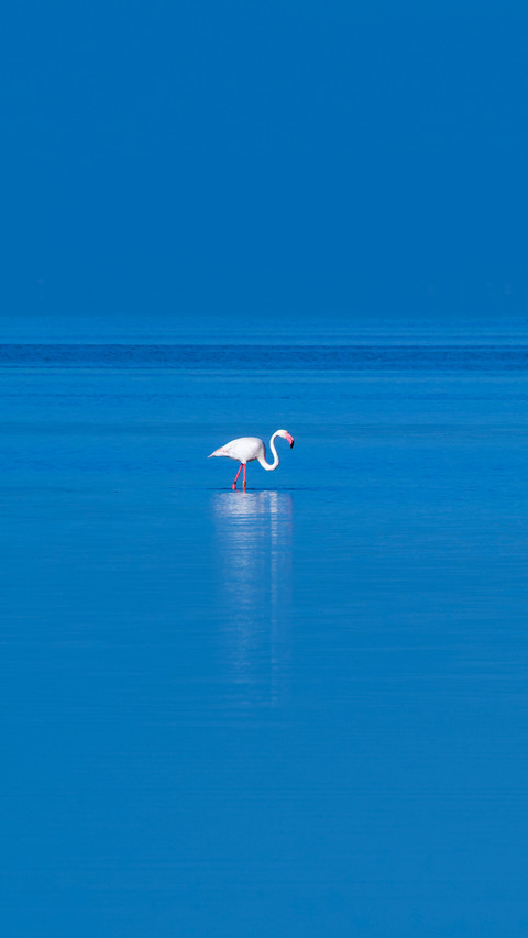 Flamingo in the Ebro River Delta preview