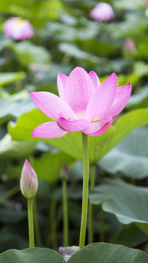 Ten Other Names of Lotus 5 preview