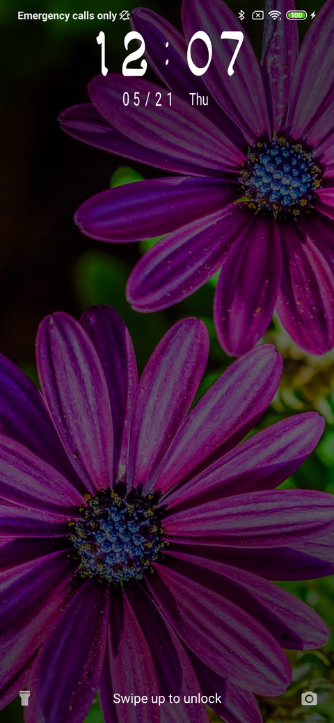 African Daisy_3MDS preview