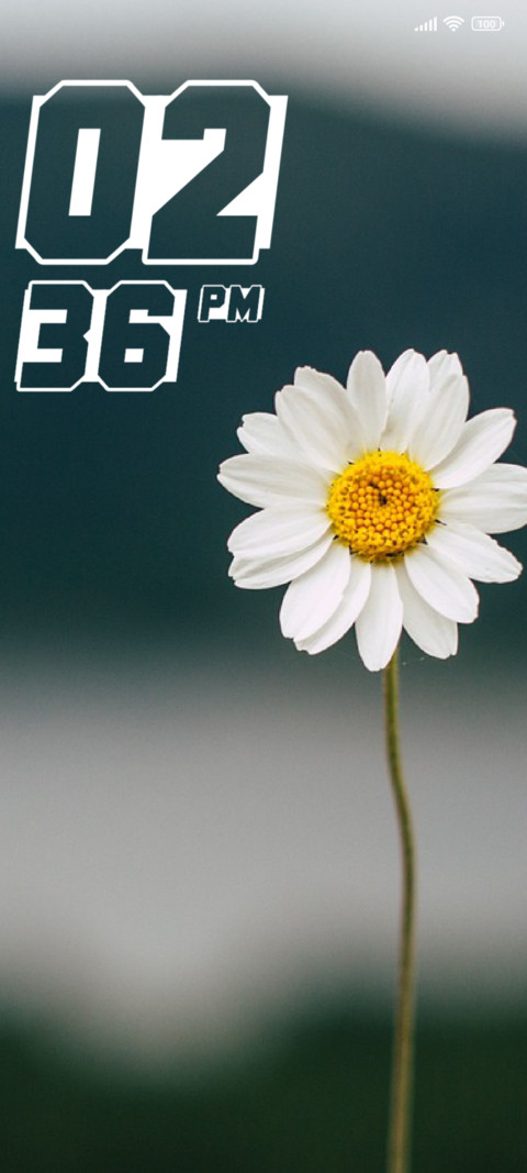 Daisy preview