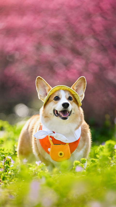 Key points for raising dogs in spring preview