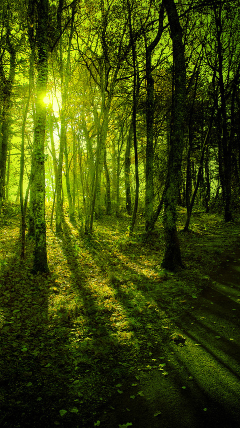 Forest Country preview