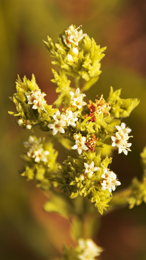 Flowers in the field preview